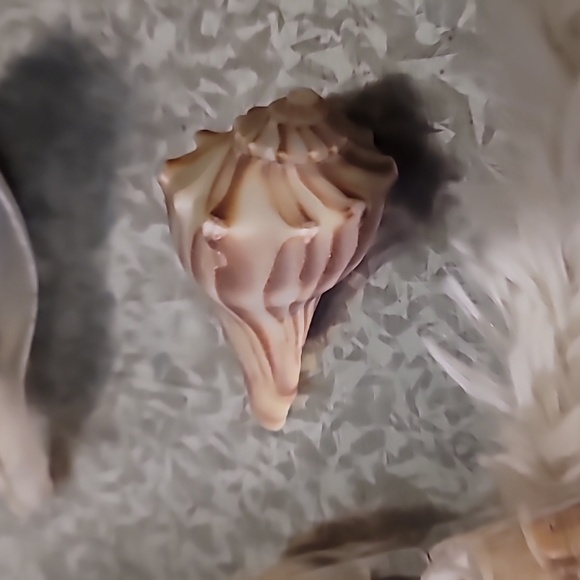 Shell Bundle Atlantic - Picture 8 of 9